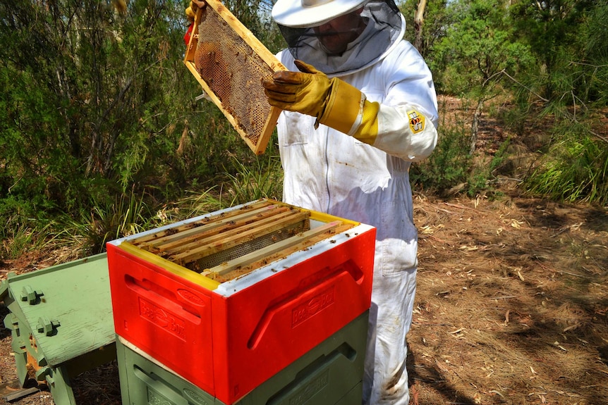 A beekeeper lifts out a rack of honeycomb from a bright red bee hive. He's wearing a protective suit.