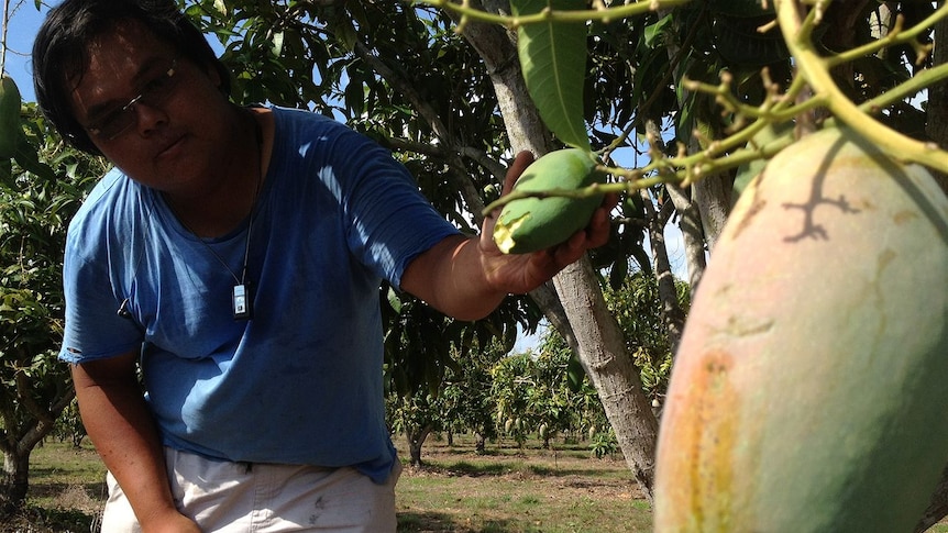 Han Shiong Siah inspects mango damage