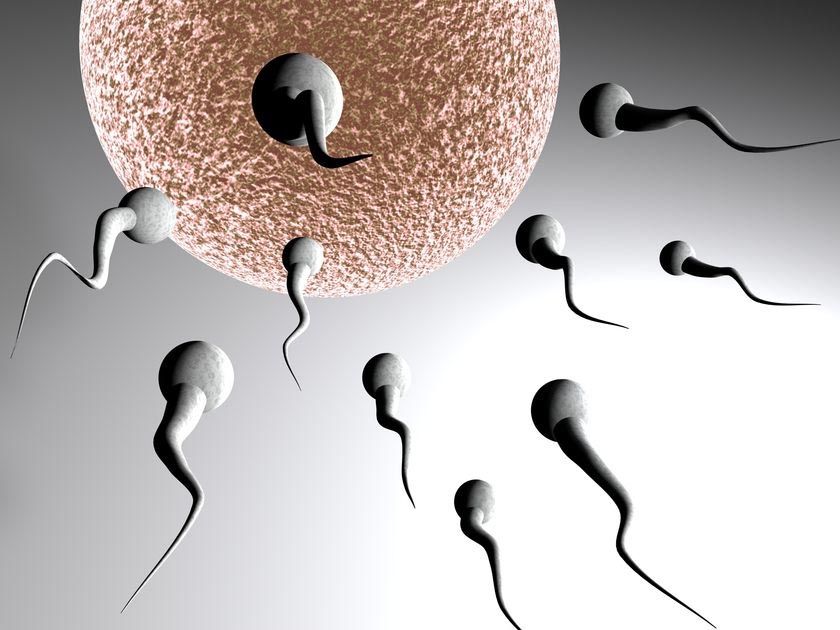 Sperm swimming towards an egg