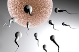 Computer-generated graphic of sperm swimming towards an egg.