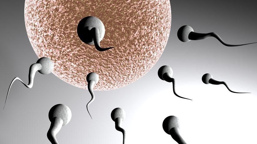 A digital image of sperm swimming toward an egg.
