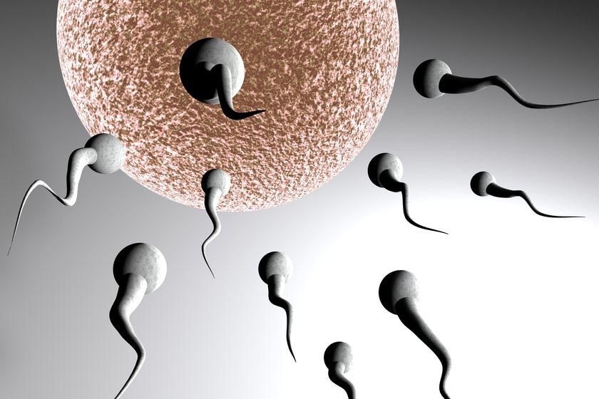 A digital image of sperm swimming toward an egg.