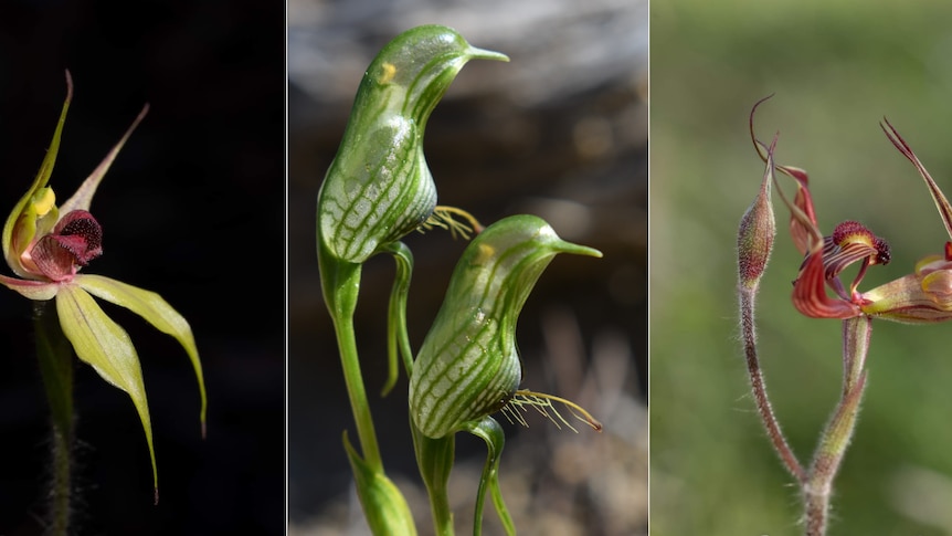 Three photos of native orchids