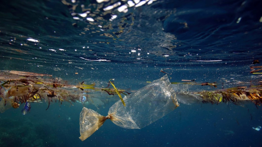 Plastic bag in water