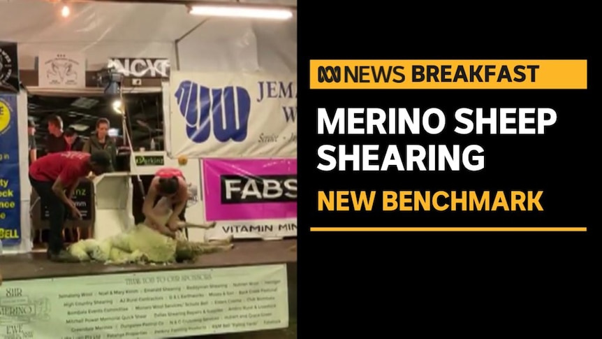 Merino Sheep Shearing, New Benchmark: Woman shearing sheep in shed full of advertising banners.