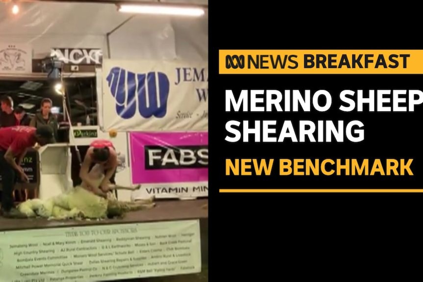 Merino Sheep Shearing, New Benchmark: Woman shearing sheep in shed full of advertising banners.
