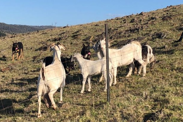 Kelpie dogs mustering feral goats in the high country of NSW