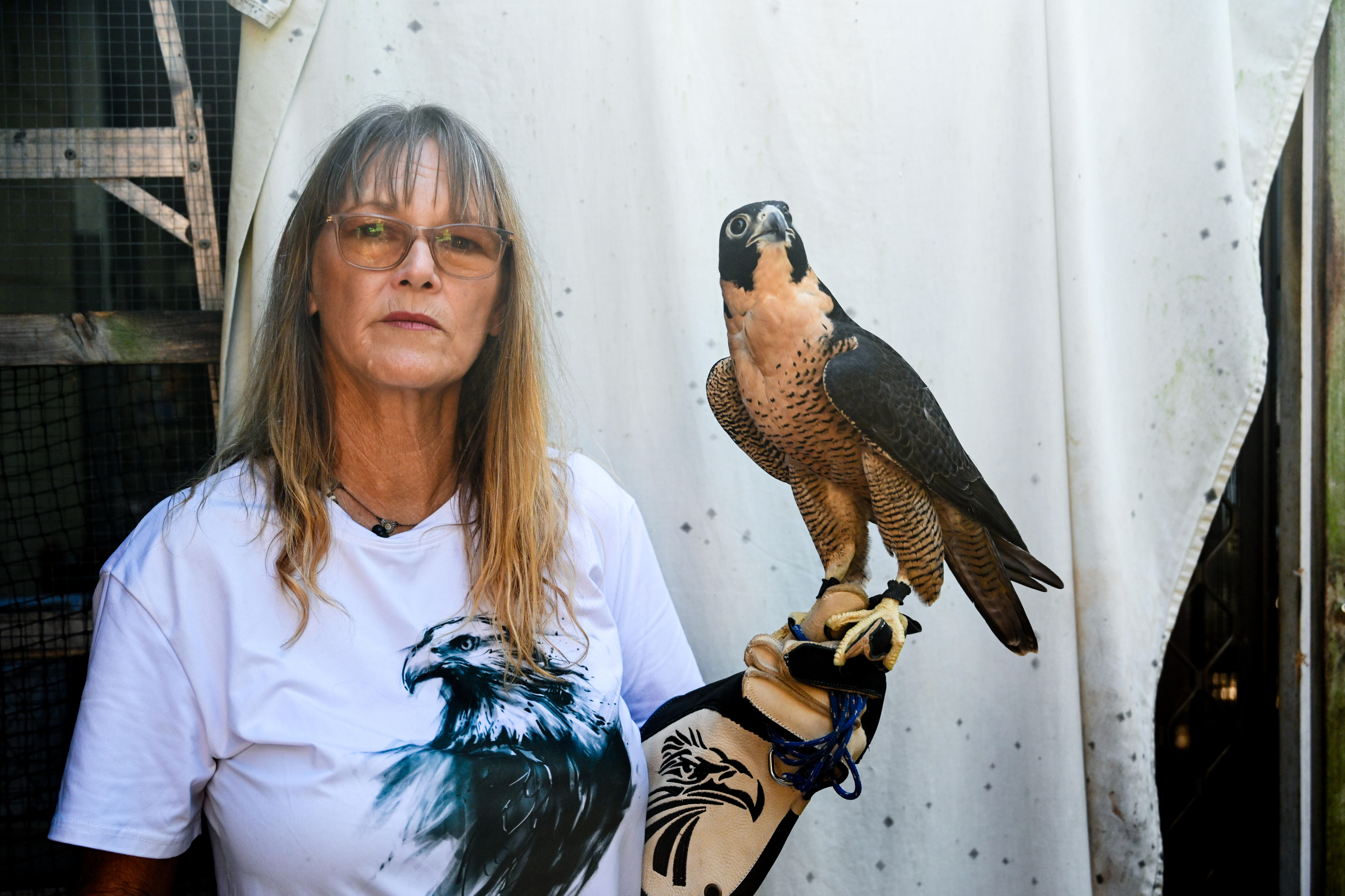 Caring for the world's fastest falcon means preparing for bird flu