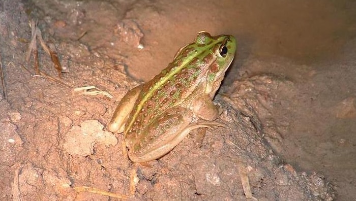 Growling grass frog