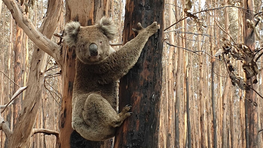 A koala clings to a scorched tree trunk