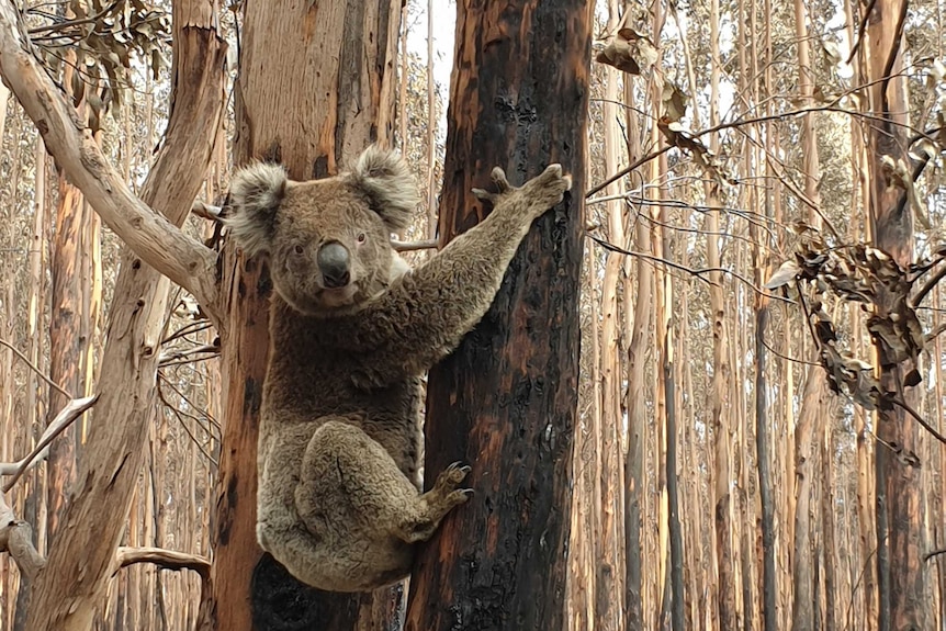 Kangaroo Island koala