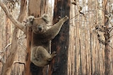 A koala clings to a scorched tree trunk