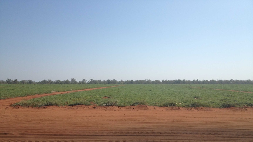 NT watermelons trucked around Australia despite threat of spreading destructive virus