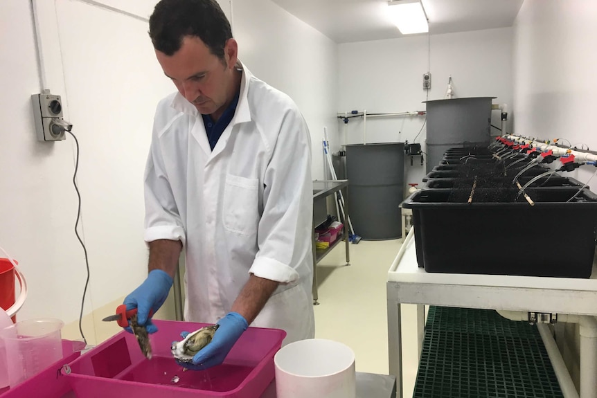 A scientist works on oyster research in a laboratory