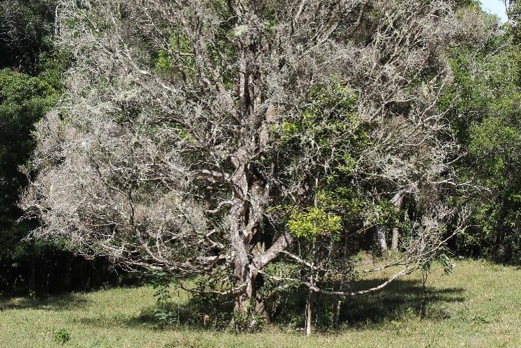 Sour cherry (Syzygium coryanthum) dieback from myrtle rust