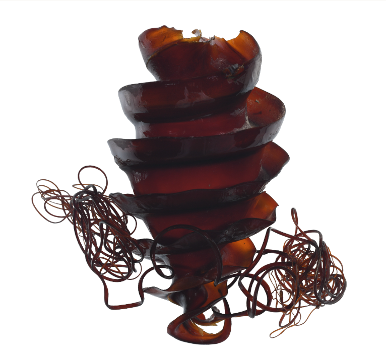 Spiral shaped egg case 