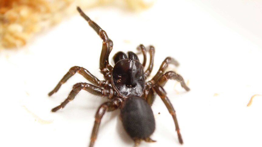 The female funnel web that was found at Weldborough in northern Tasmania