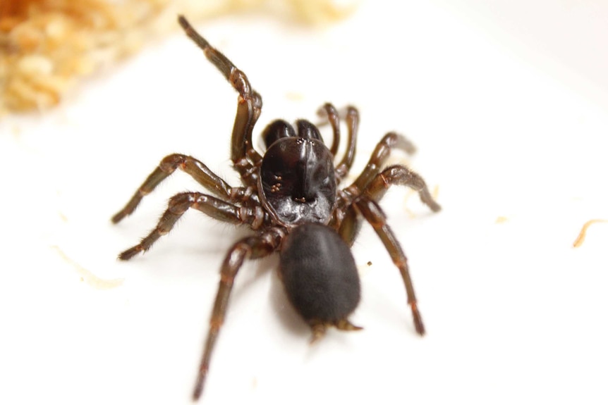 The female funnel web that was found at Weldborough in northern Tasmania