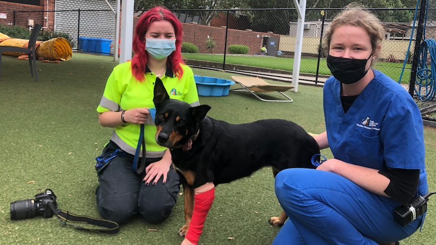 Dog with two women