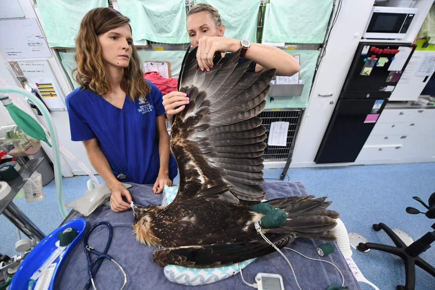 Two women look at the extended wing of an eagle.