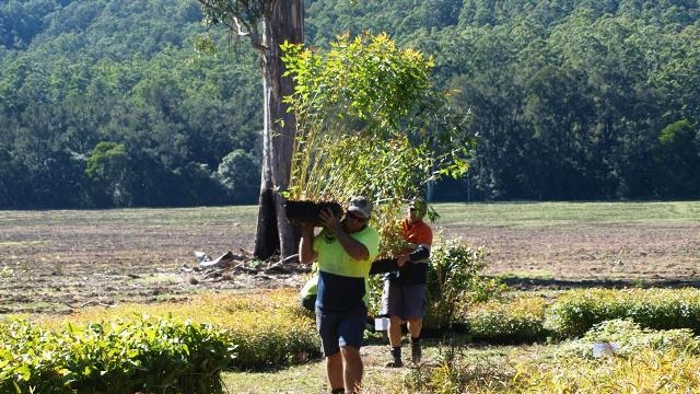 Tree planting