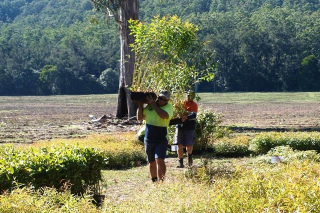 Hunter Water planting 300,000 trees around Chichester and Grahamstown dams