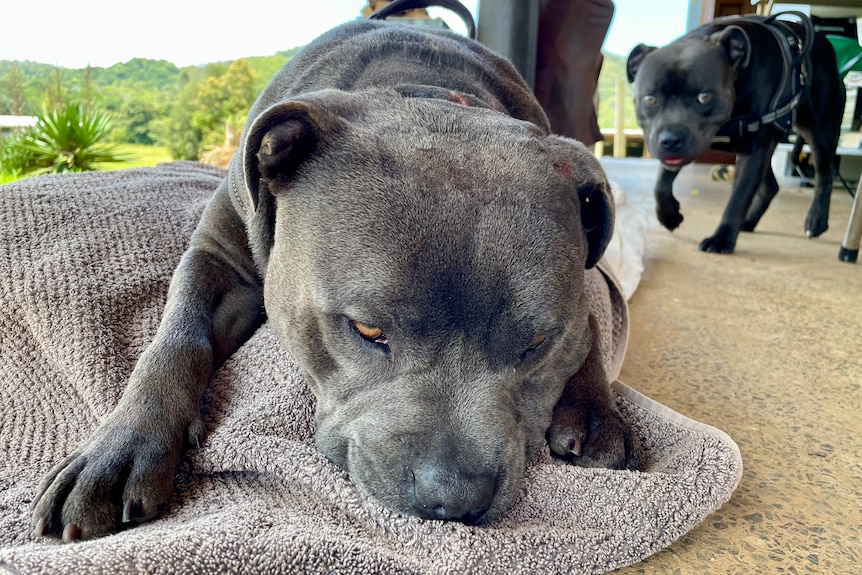 A dog rests with another dog in the background.