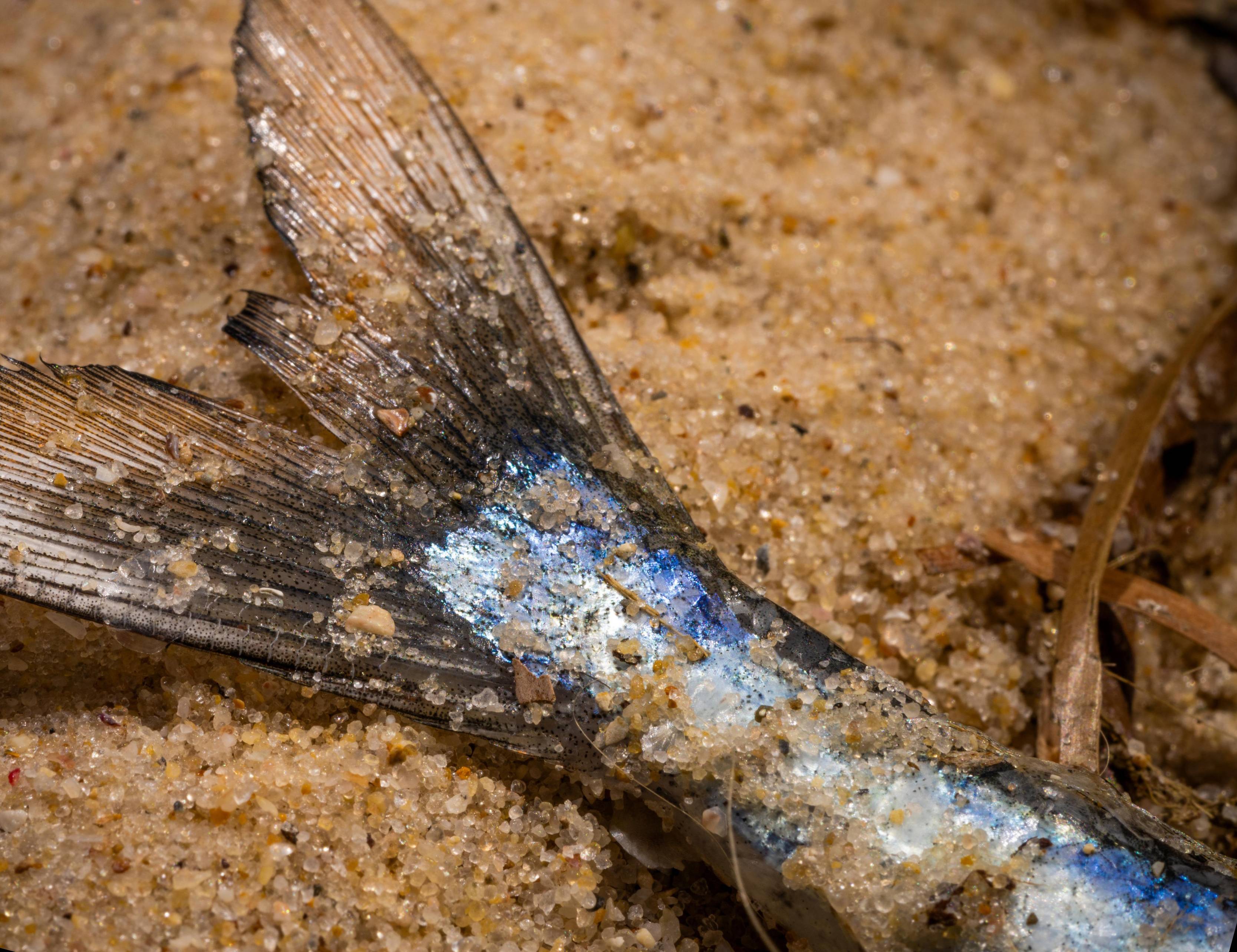 Algal bloom blamed on 'convergence' of events, but ecologist questions finding