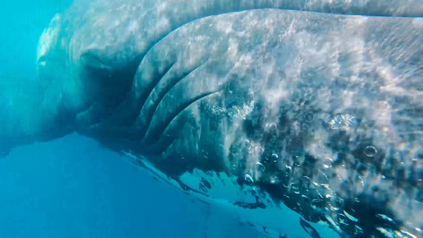 A whale underwater