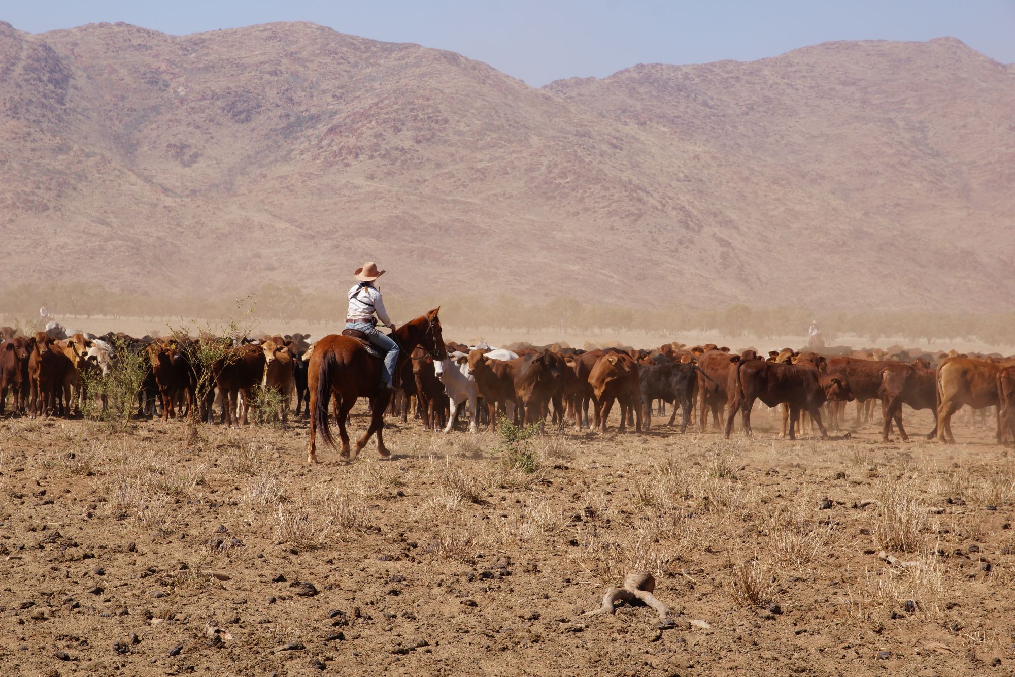 A person riding a horse musters a herd of cattle.