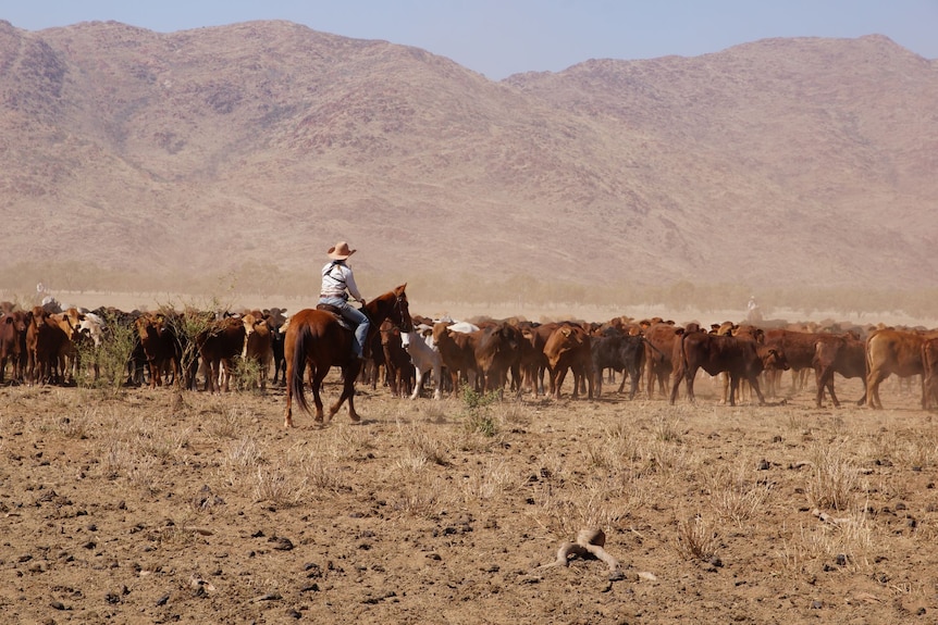 A person riding a horse musters a herd of cattle.