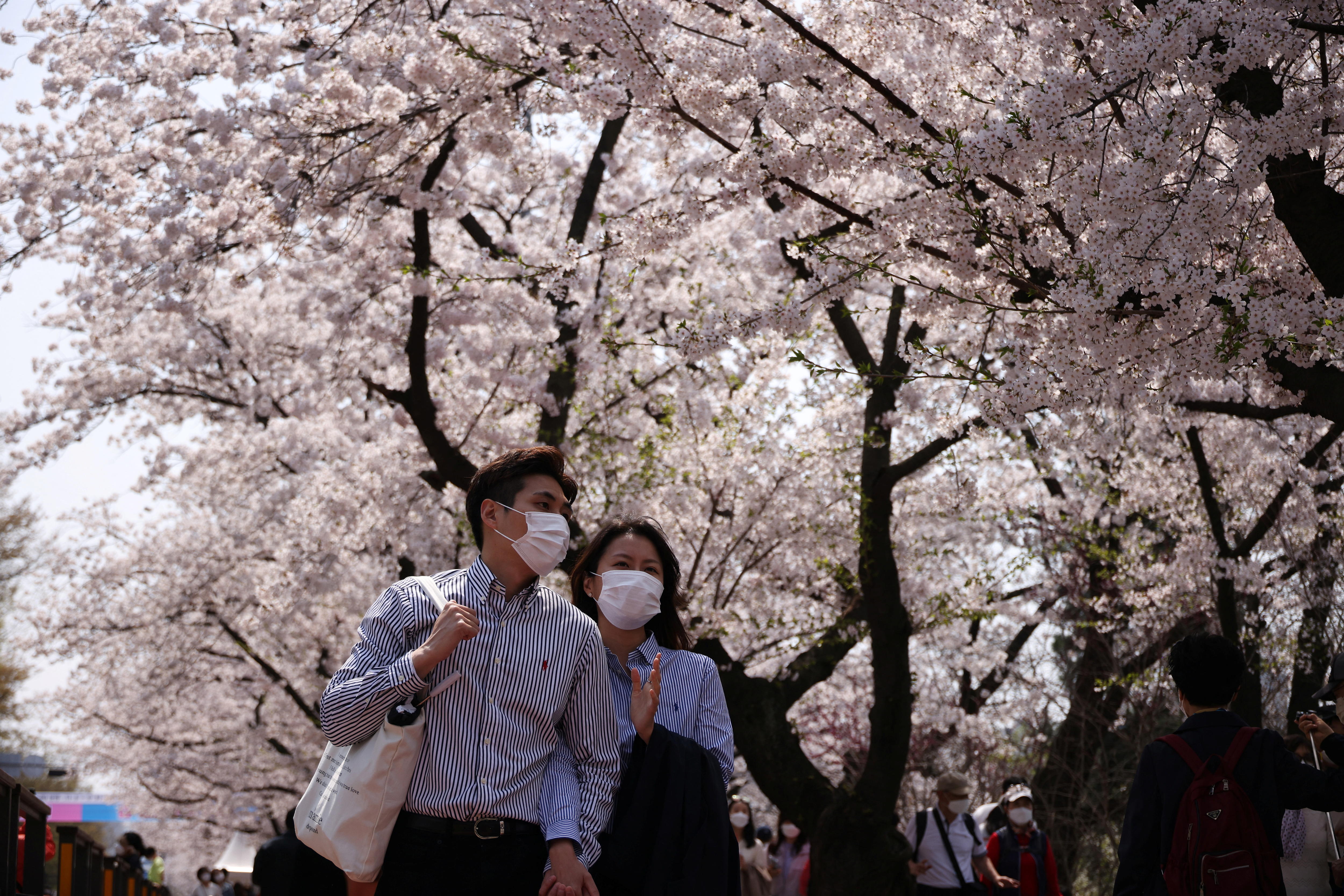 Korean couple in masks under cherry blossoms