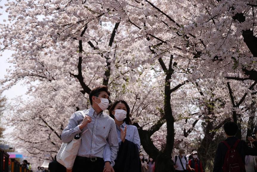 Korean couple in masks under cherry blossoms
