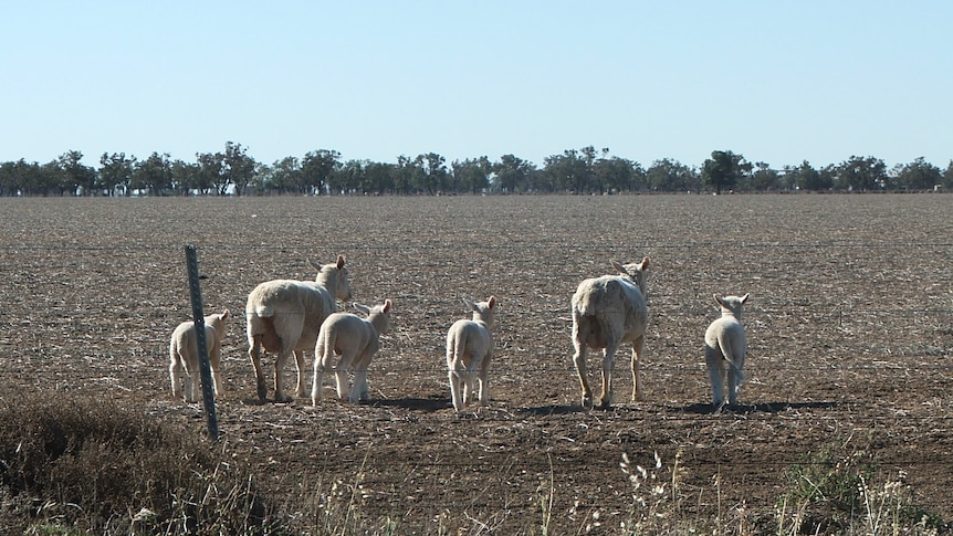 Dry conditions haven't affected lambing in NSW