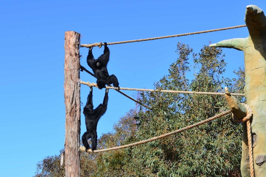 The two Siamangs at Canberra's National Zoo.