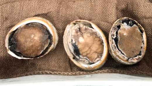 Three abalone shells sitting on a hessian sack.