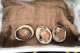 Three abalone shells sitting on a hessian sack.