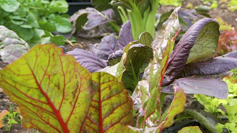 Brightly coloured leafy vegetables growing in garden
