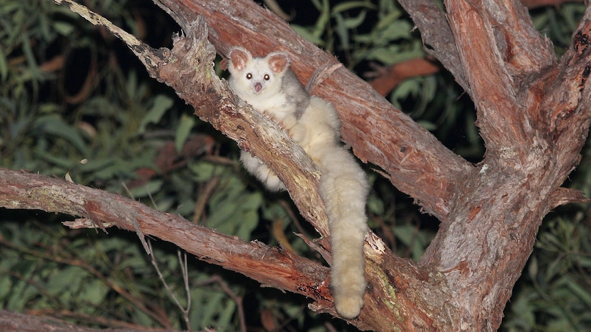 A furry white possum like marsupial clinging on to a tree branch.