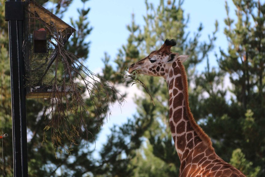 Baby giraffe Kebibi eating leaves at the National Zoo and Aquarium