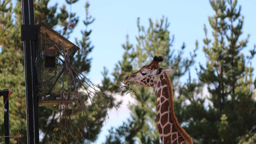 Baby giraffe Kebibi eating leaves at the National Zoo and Aquarium