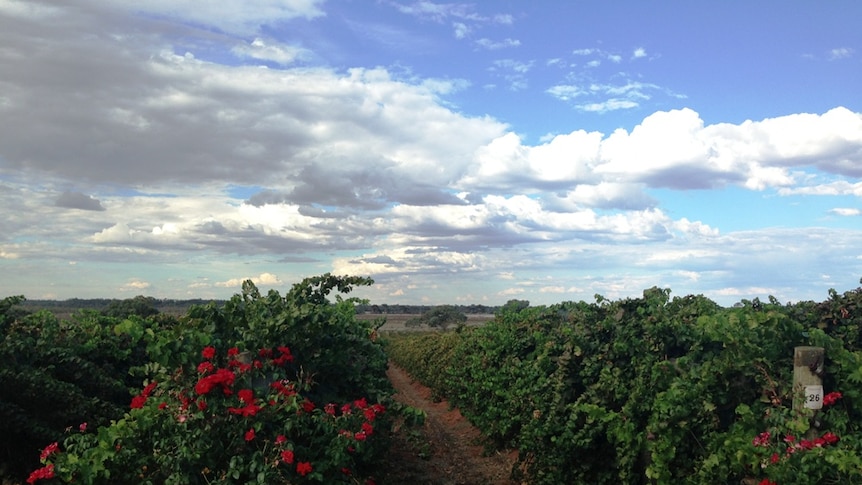 Price cuts set to hurt Sunraysia wine grape growers