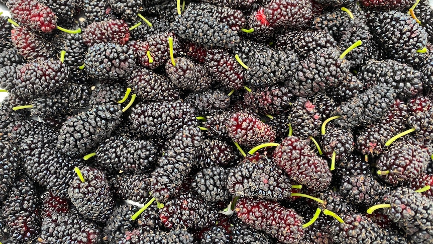 Mulberry farmer revives ancient fruit's popularity among generations in Australia