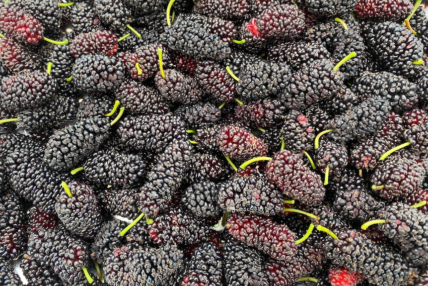 A bunch of black,red mulberries in a bowl.