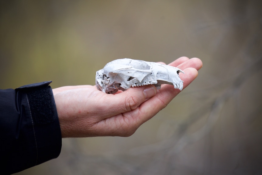 Quokka Skull