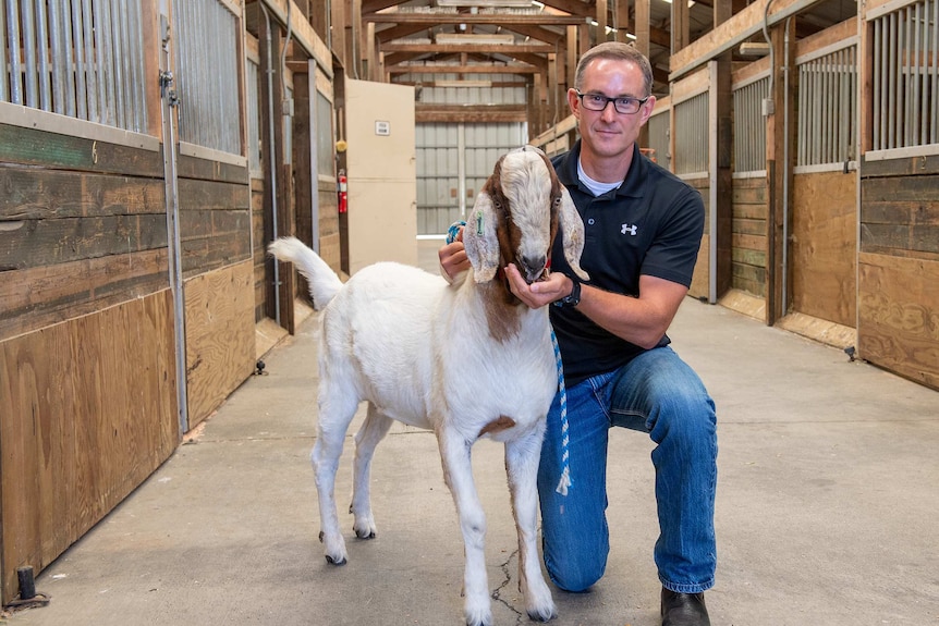 An academic in casual clothes kneels down with a goat in a stable.