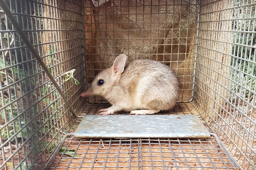 A trapped bandicoot sitting in a cage.