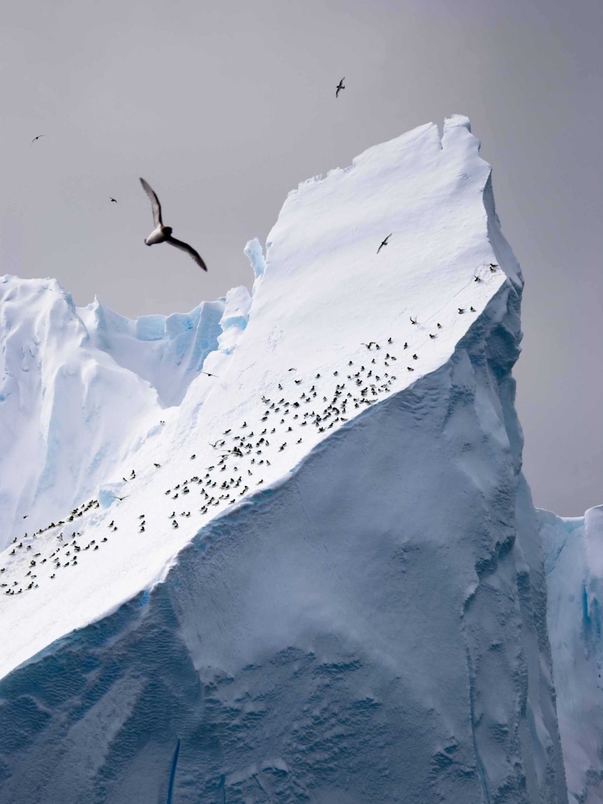 Birds on an iceberg