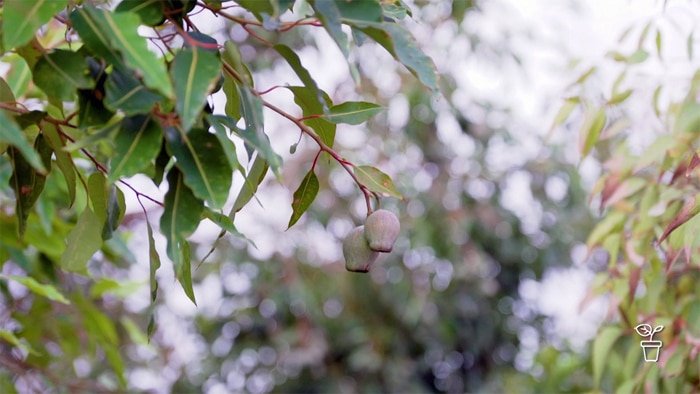 Leaves from Australian native plants