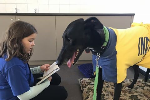 Indy the retired greyhound is the perfect reading companion for students at Coober Pedy Area School.